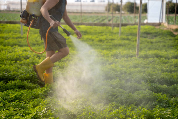 Wasp Removal Services in Kingston, NJ